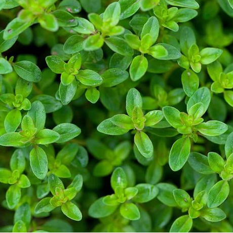 Thyme Seeds by The Seeds Master (140-150 seeds)