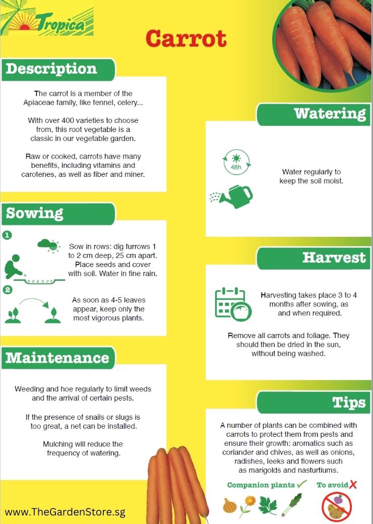 Carrot description, watering, sowing, Harvest, maintenance and tips