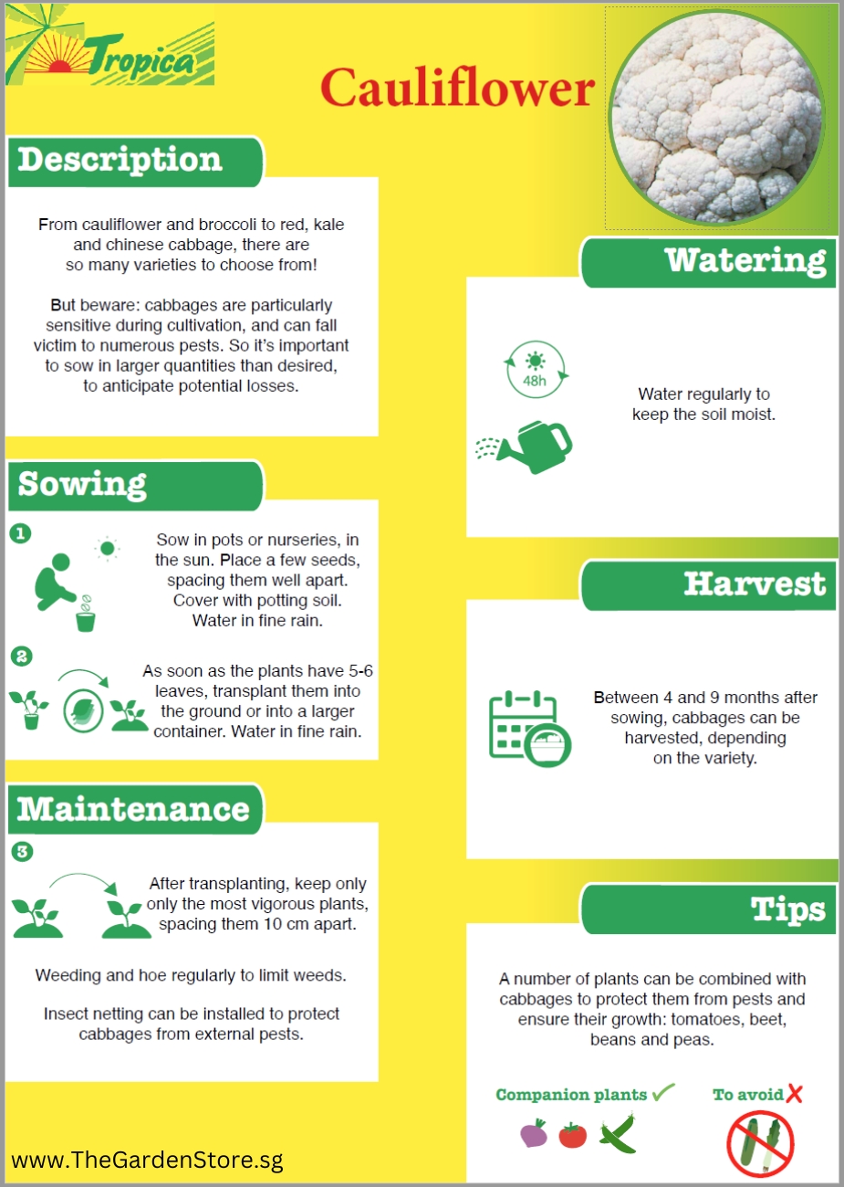 Cauliflower description, watering, sowing, harvest, maintenance and tips