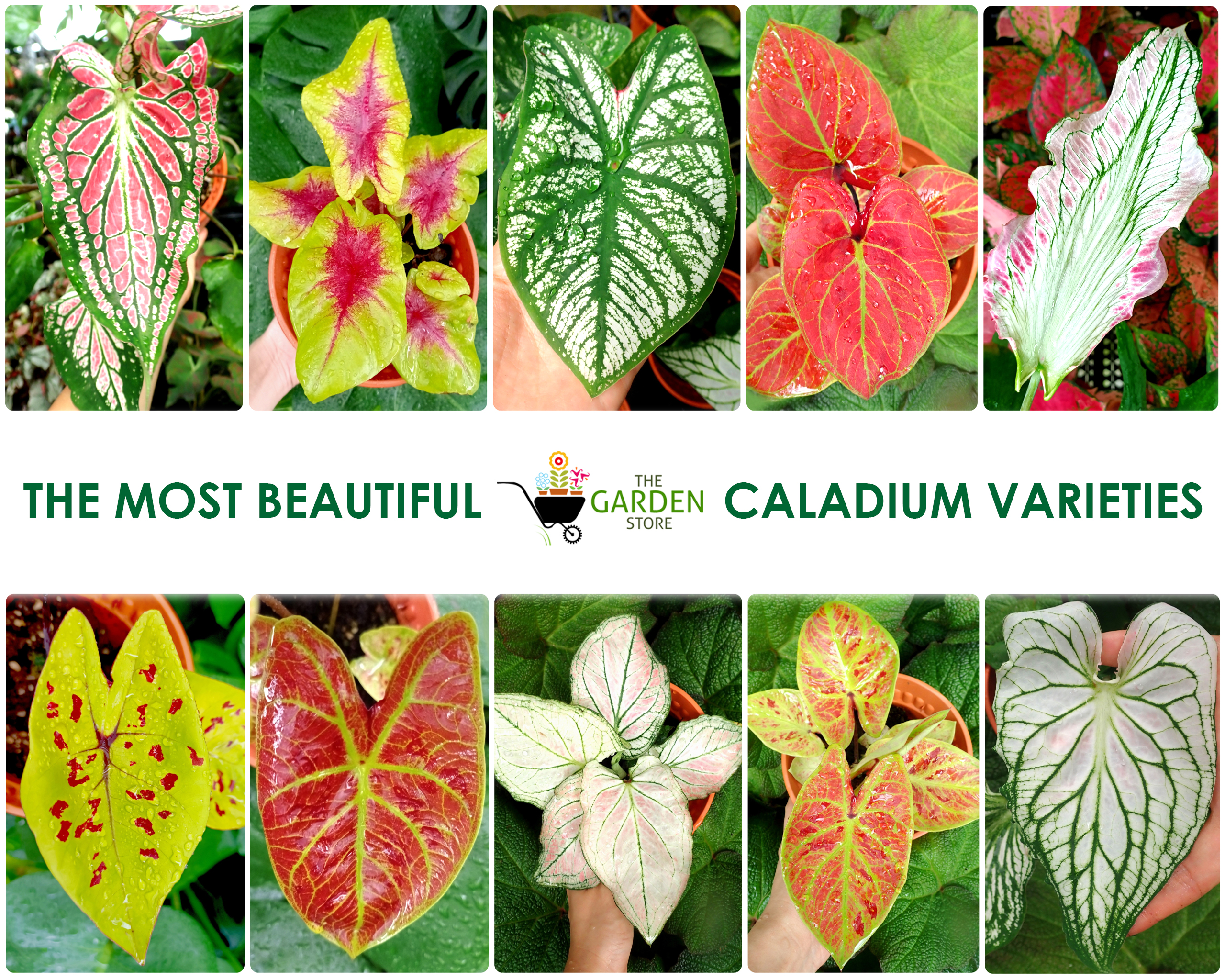 The most beautiful caladium Varieties